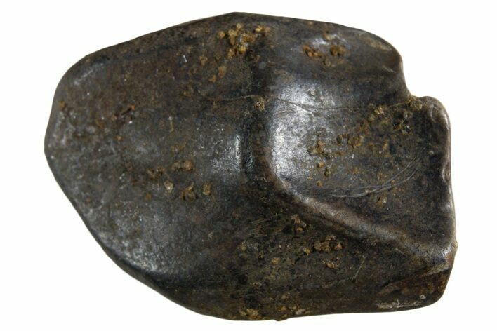 Fossil Dinosaur (Triceratops) Shed Tooth - Montana #339710